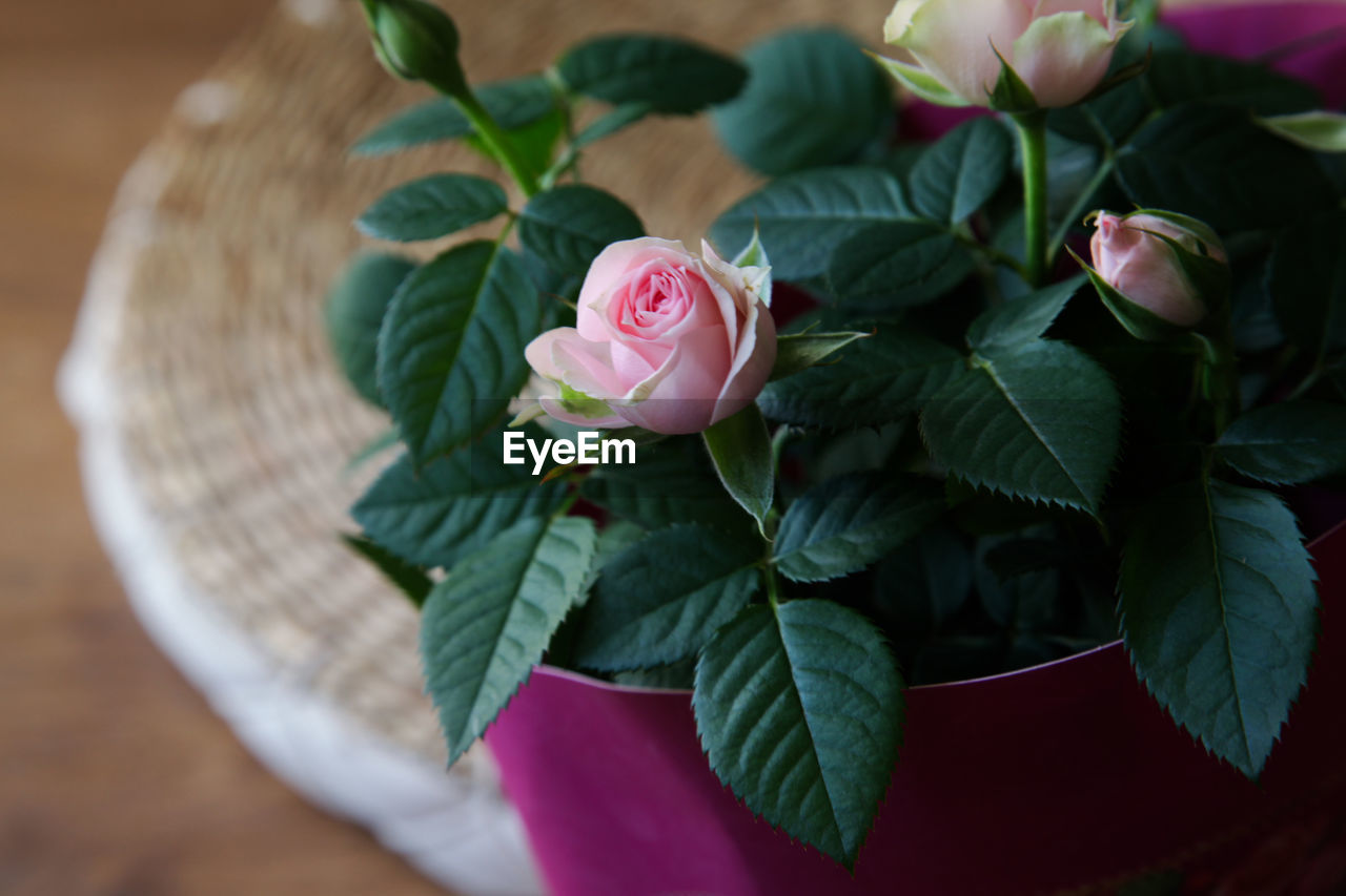 leaf, plant, plant part, flower, flowering plant, freshness, beauty in nature, rose, nature, pink, petal, close-up, flower head, green, fragility, no people, inflorescence, table, high angle view, indoors, food and drink, floristry, flower arrangement, red, food, growth