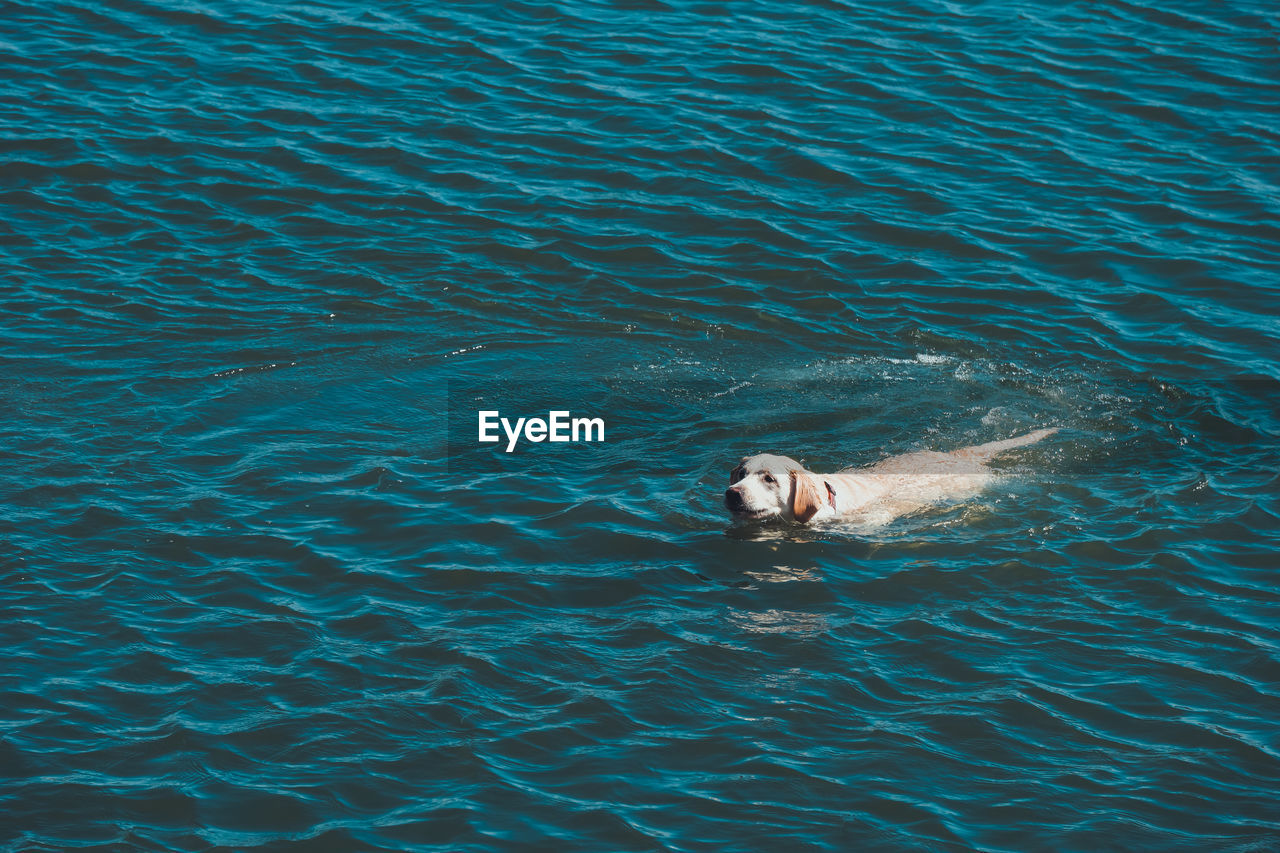 High angle view of dog swimming in lake