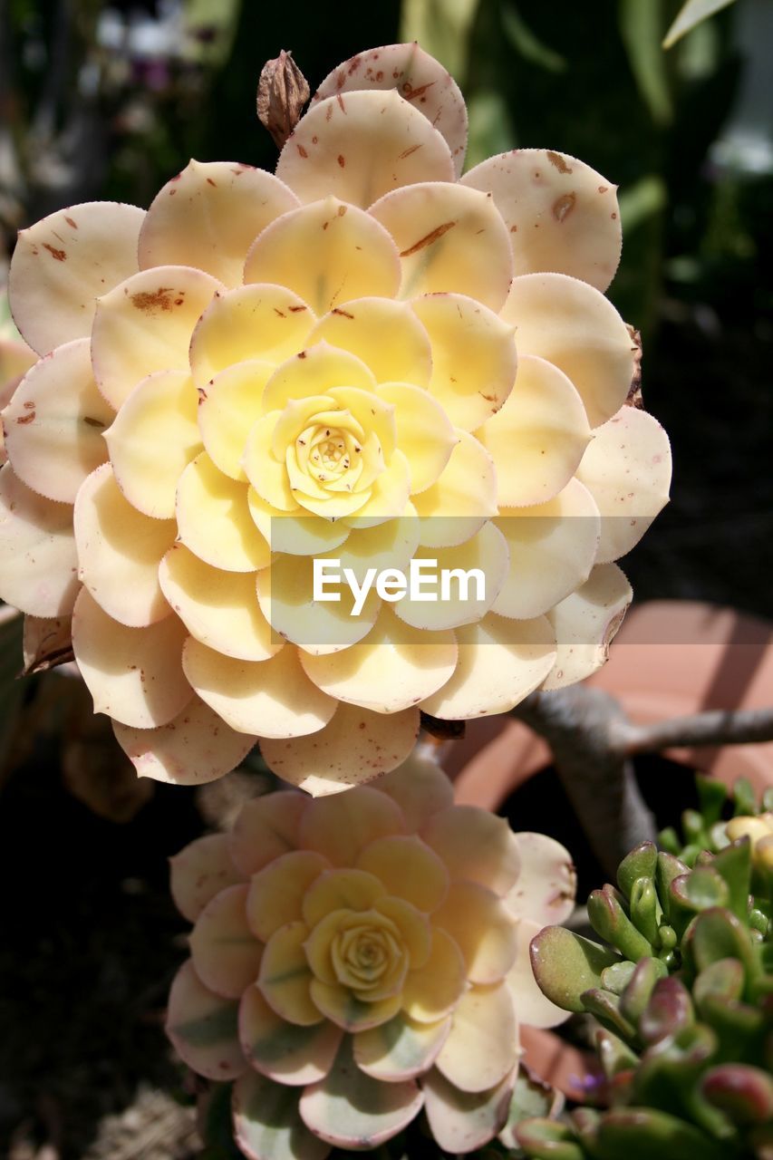 CLOSE-UP OF ROSE BLOOMING OUTDOORS