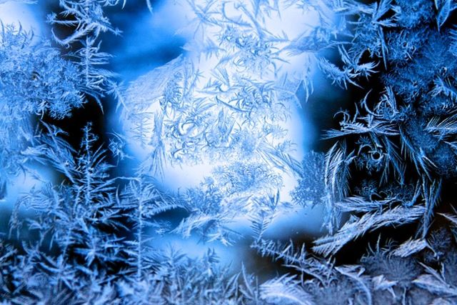 VIEW OF FROZEN PLANTS