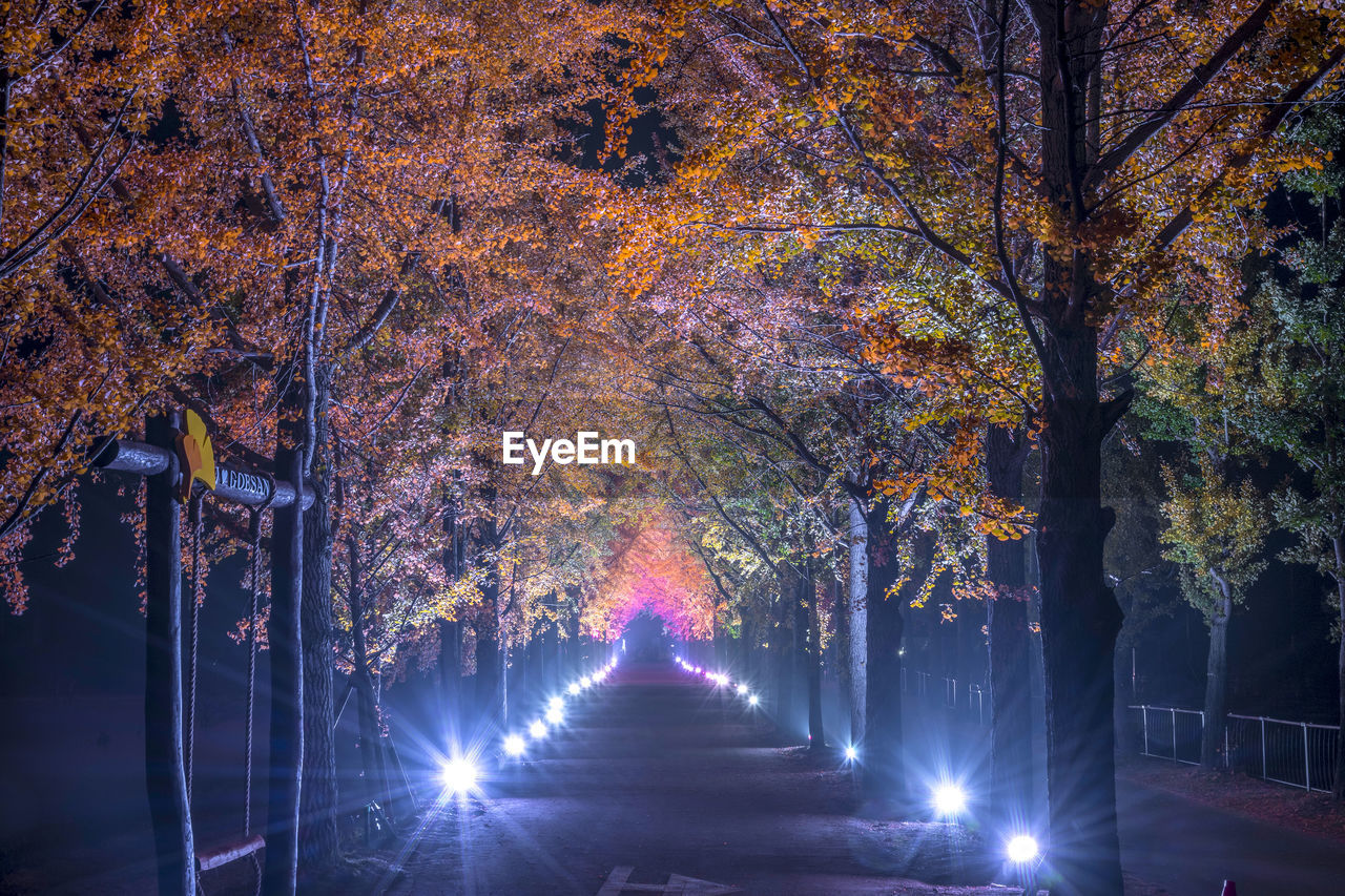 Illuminated trees in park during autumn