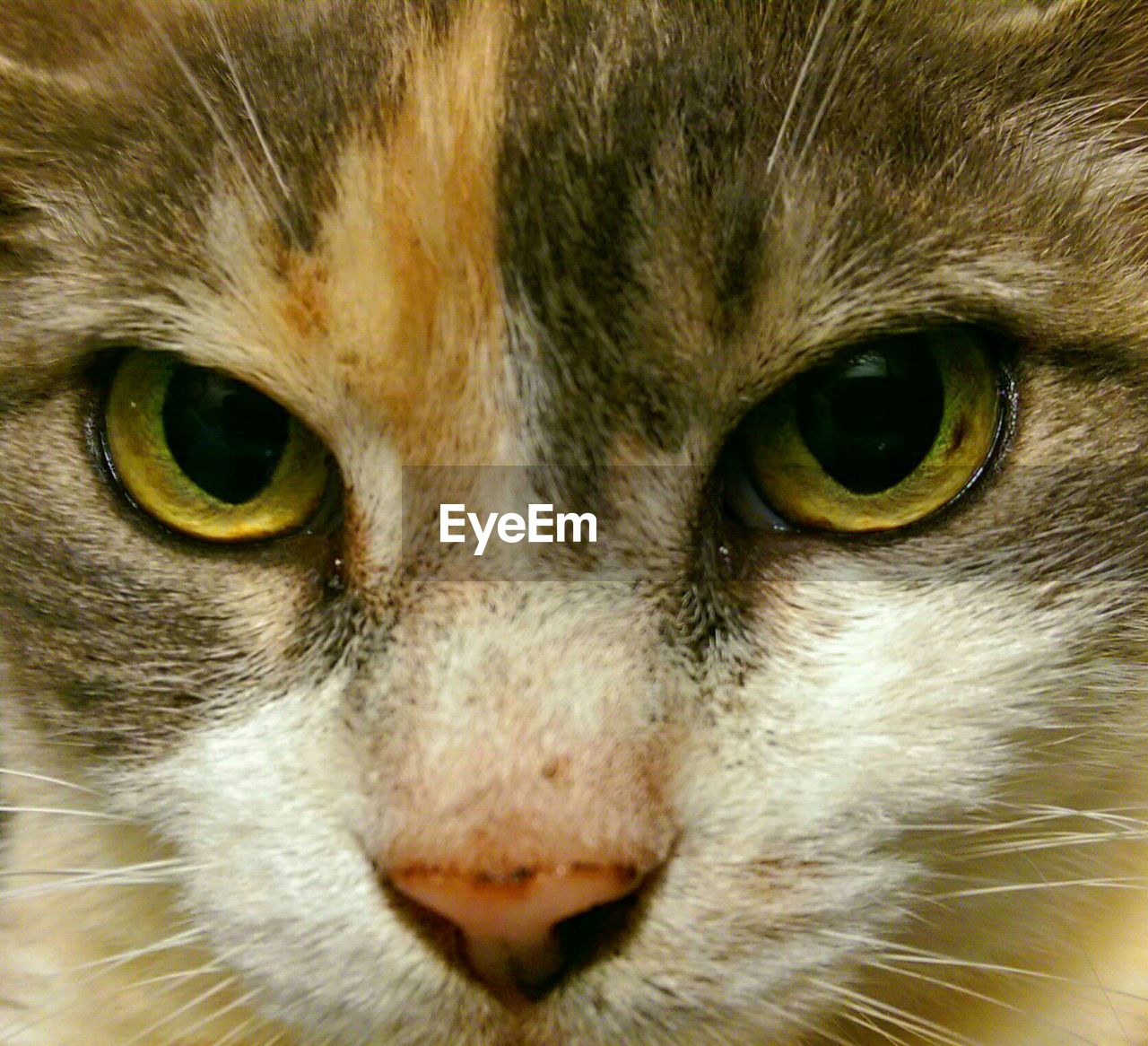 EXTREME CLOSE-UP OF CAT