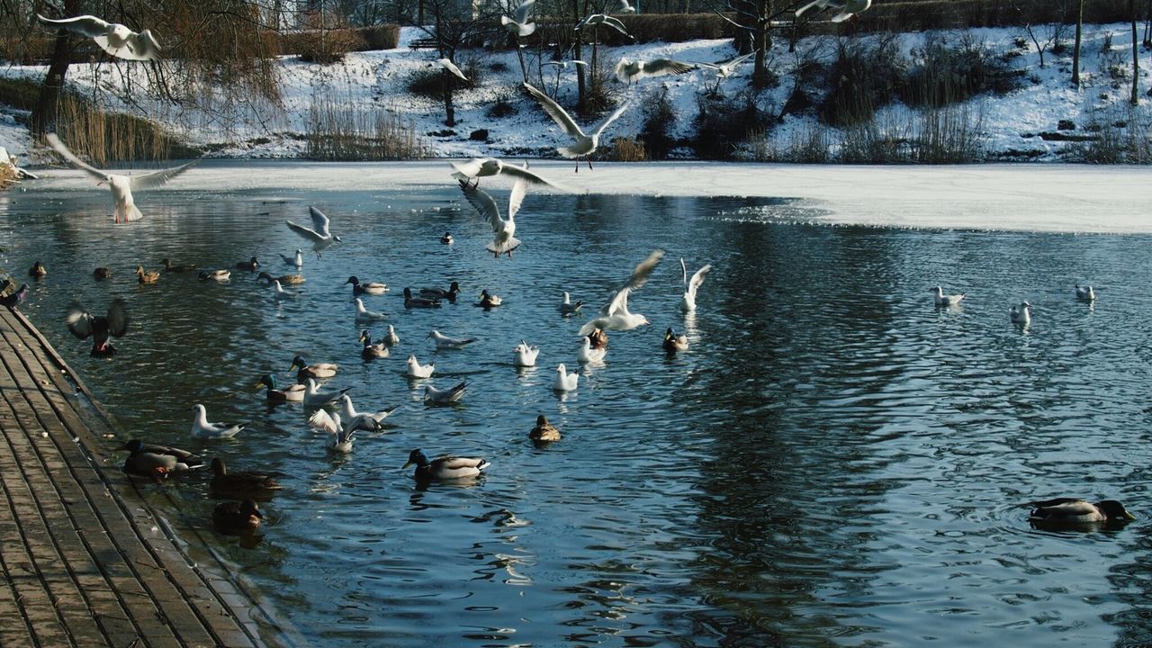 Birds swimming in lake