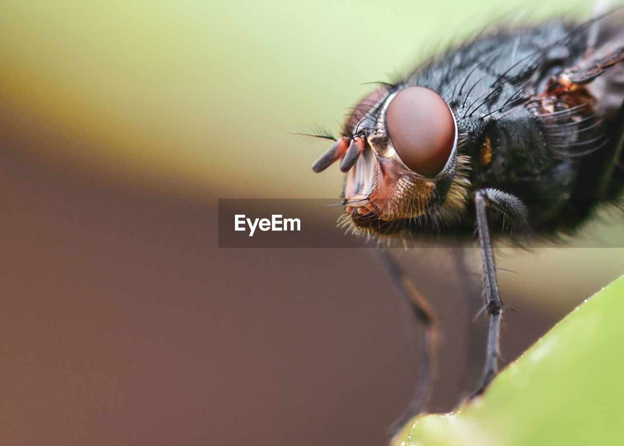 MACRO SHOT OF HOUSEFLY