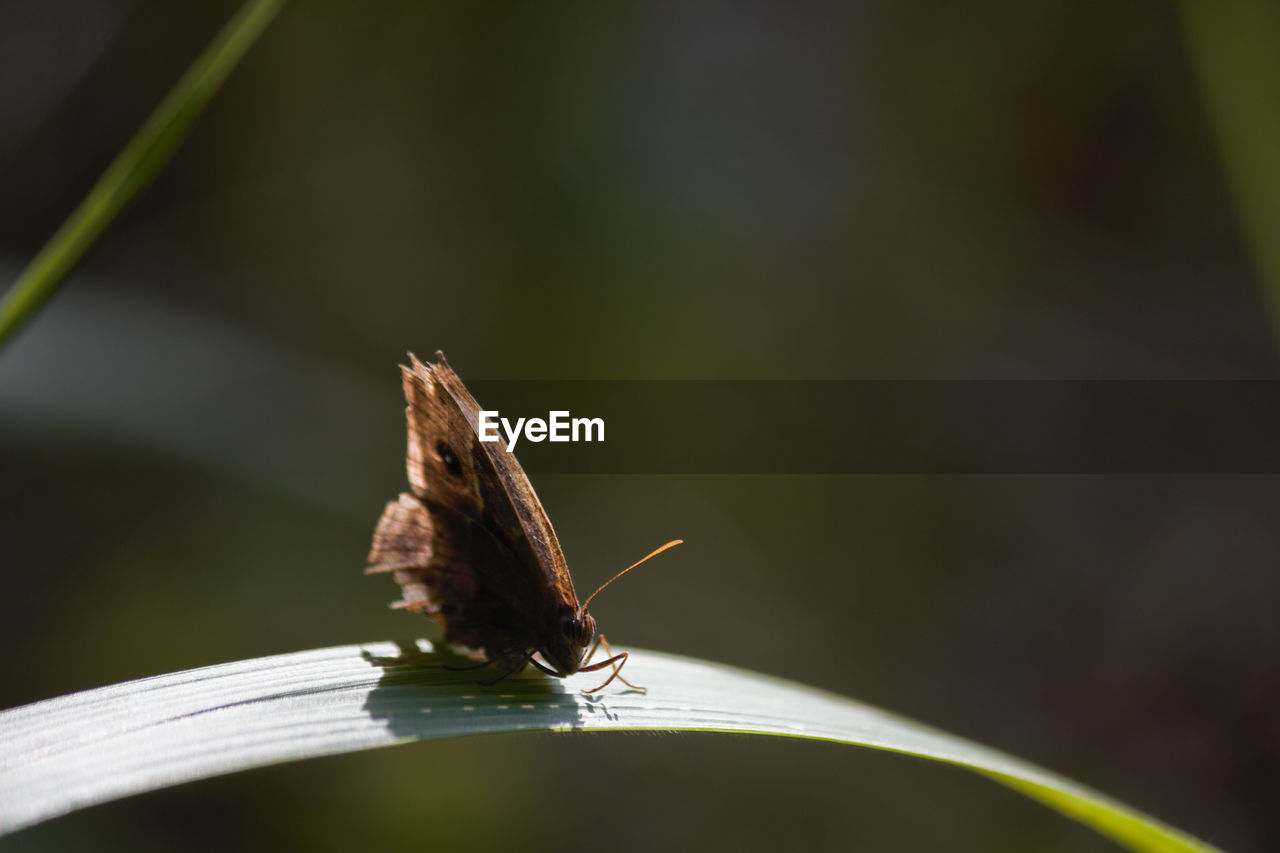 CLOSE-UP OF BUTTERFLY ON PLANT