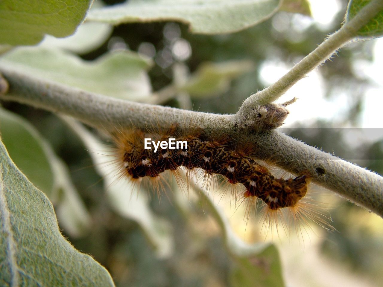 Close-up of caterpillar on branch