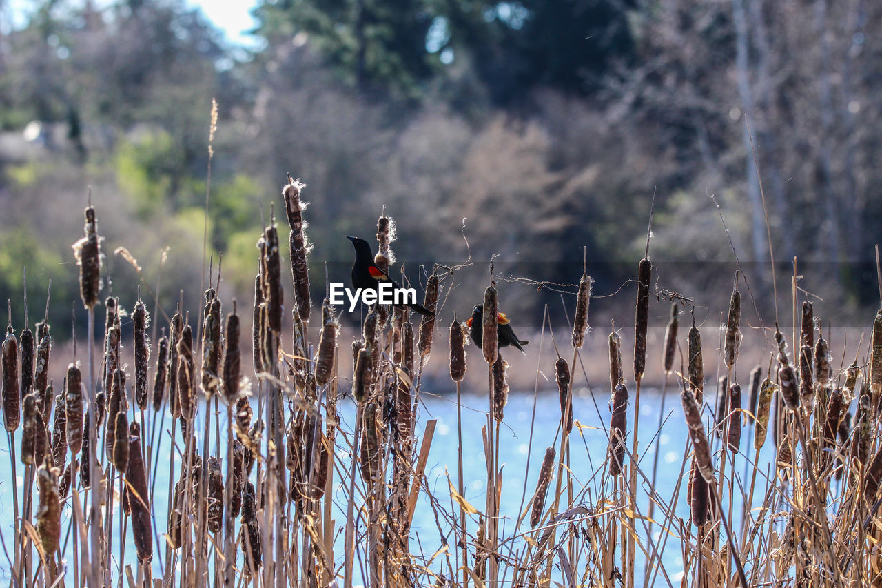 plant, nature, grass, wetland, winter, bird, animal, animal themes, no people, tree, day, animal wildlife, autumn, land, outdoors, wildlife, water, focus on foreground, beauty in nature, natural environment, tranquility, environment, frost, wilderness, sky, landscape, prairie, flower