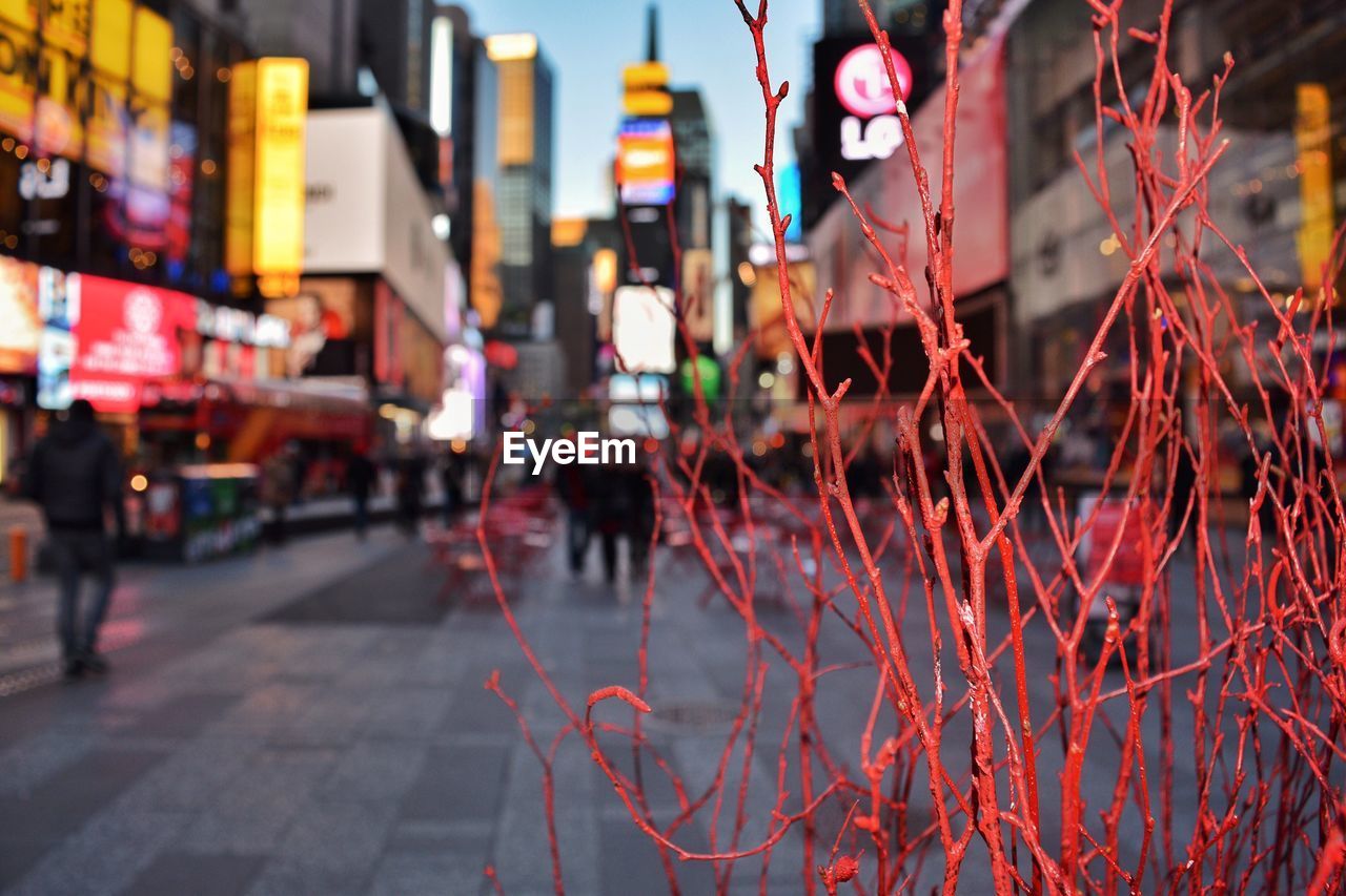 Close-up of artificial dried plant on street at times square