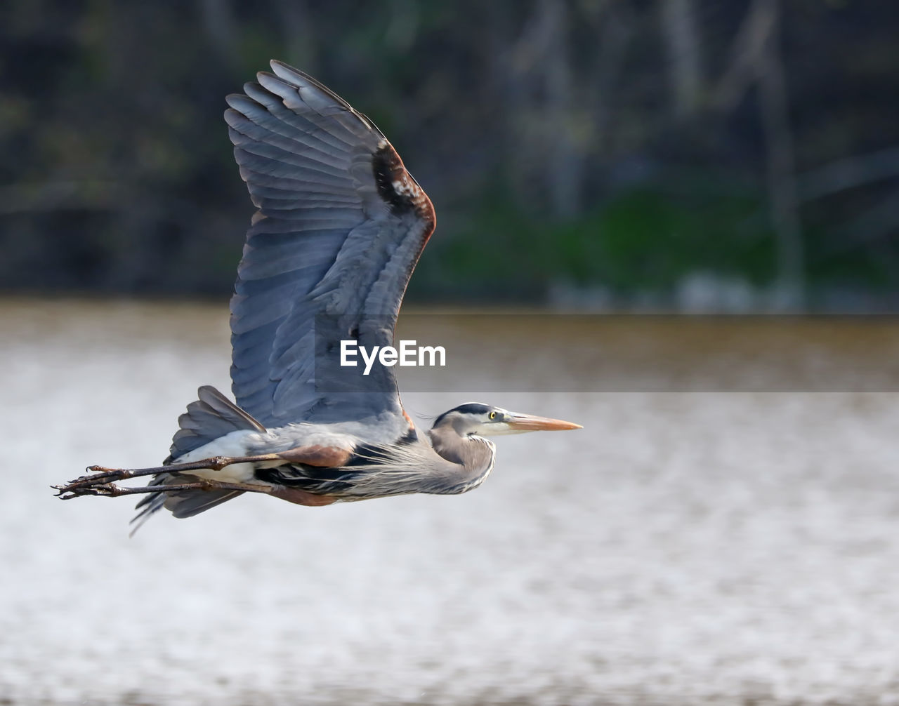 Gray heron flying over lake