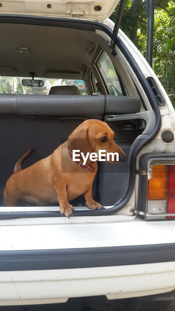 Dog sitting in car
