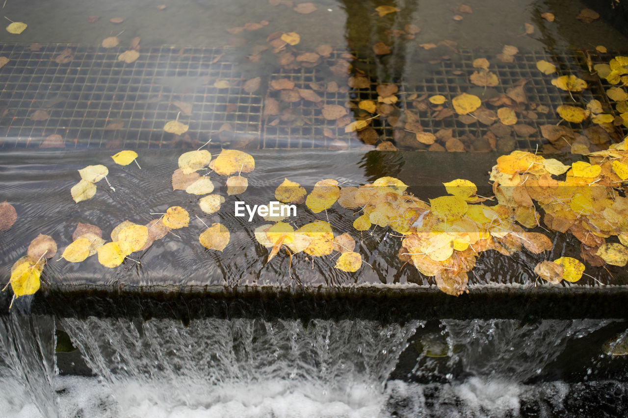 Yellow leaves in water fountain