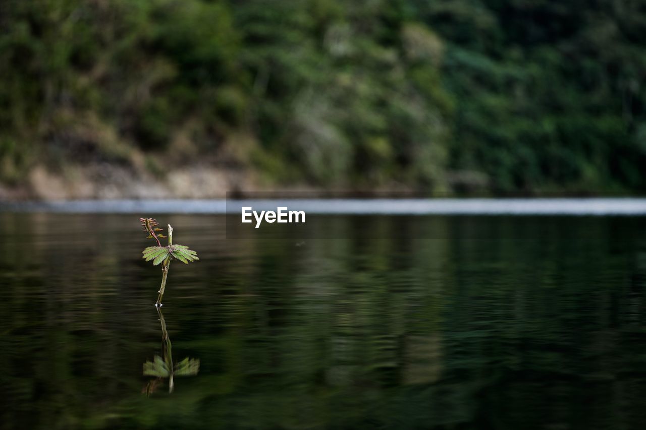 Close-up of grasshopper on lake