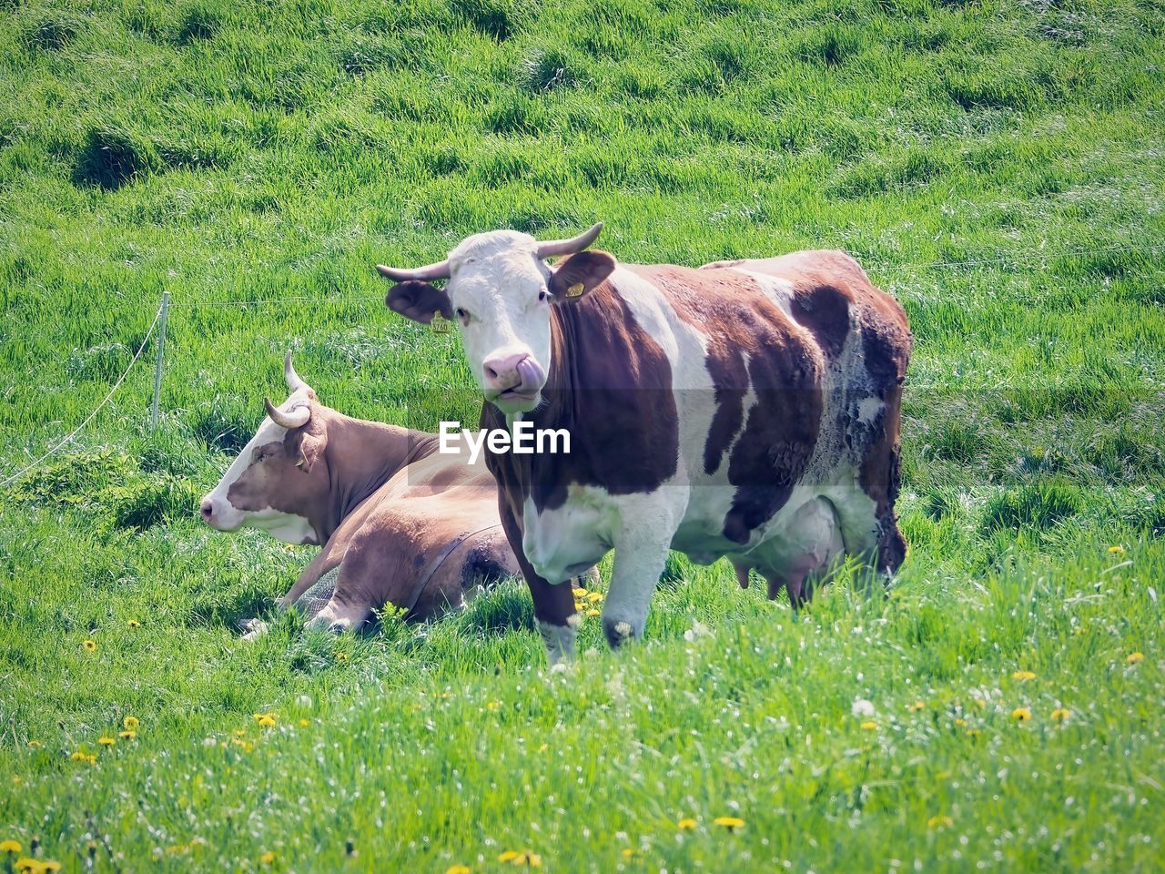 mammal, animal, animal themes, pasture, plant, grass, domestic animals, meadow, field, livestock, pet, grassland, green, land, cattle, grazing, rural area, natural environment, nature, cow, group of animals, growth, domestic cattle, flower, agriculture, no people, farm, day, prairie, dairy cow, landscape, herd, outdoors, two animals, plain, wildlife, herbivorous, beauty in nature, rural scene, sunlight, environment, bull