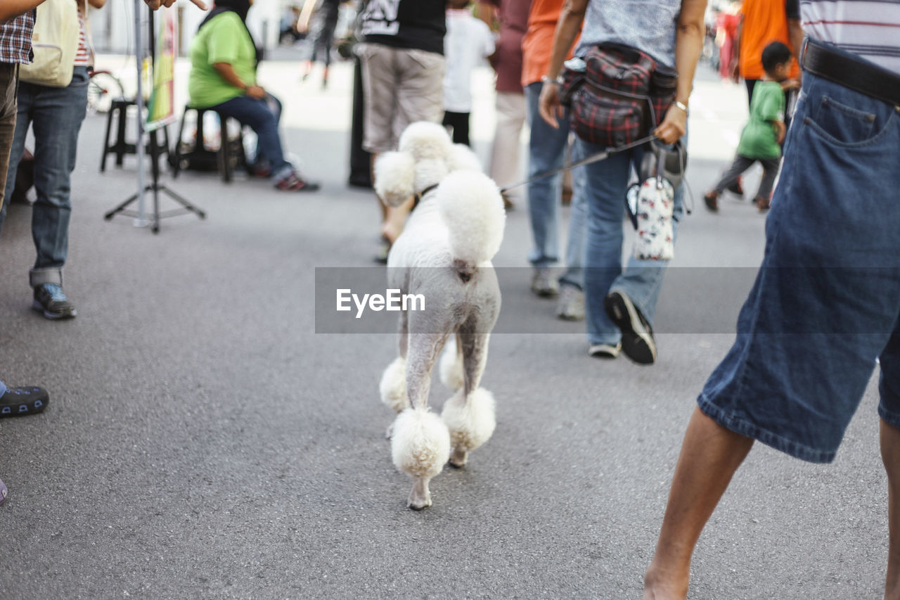 People and poodle walking on street