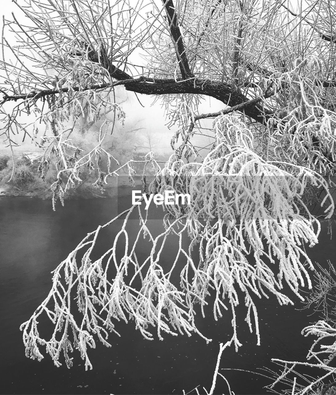 FROZEN TREE BY LAKE