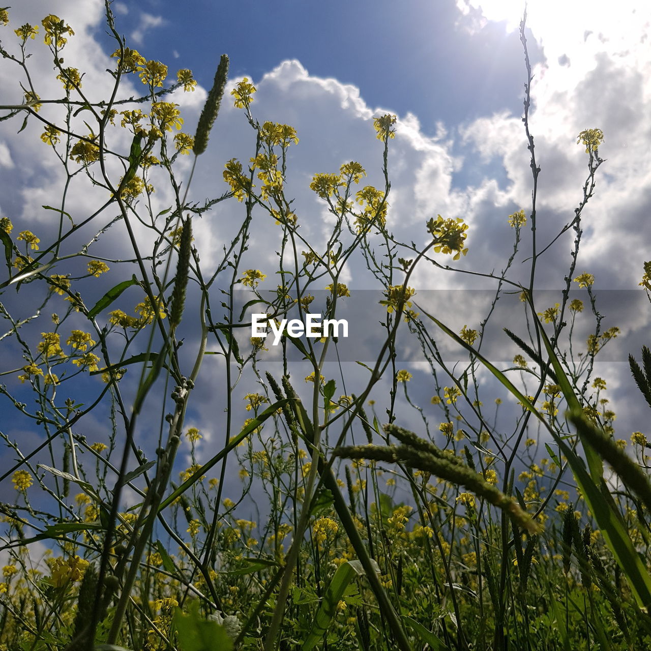 LOW ANGLE VIEW OF FLOWERING PLANT AGAINST SKY