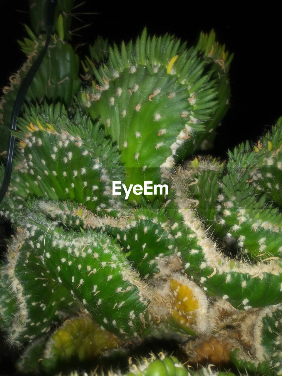 CLOSE-UP OF CACTUS PLANTS