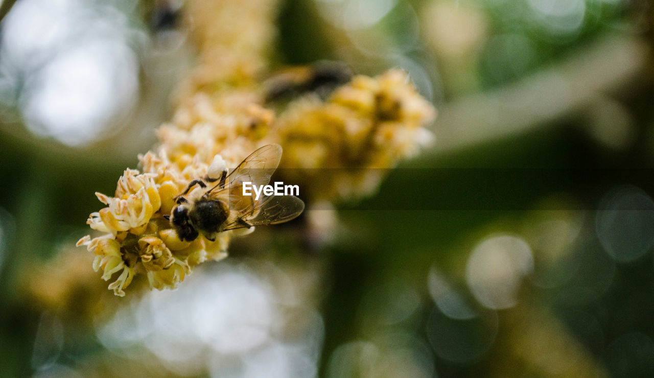 BEE POLLINATING FLOWER