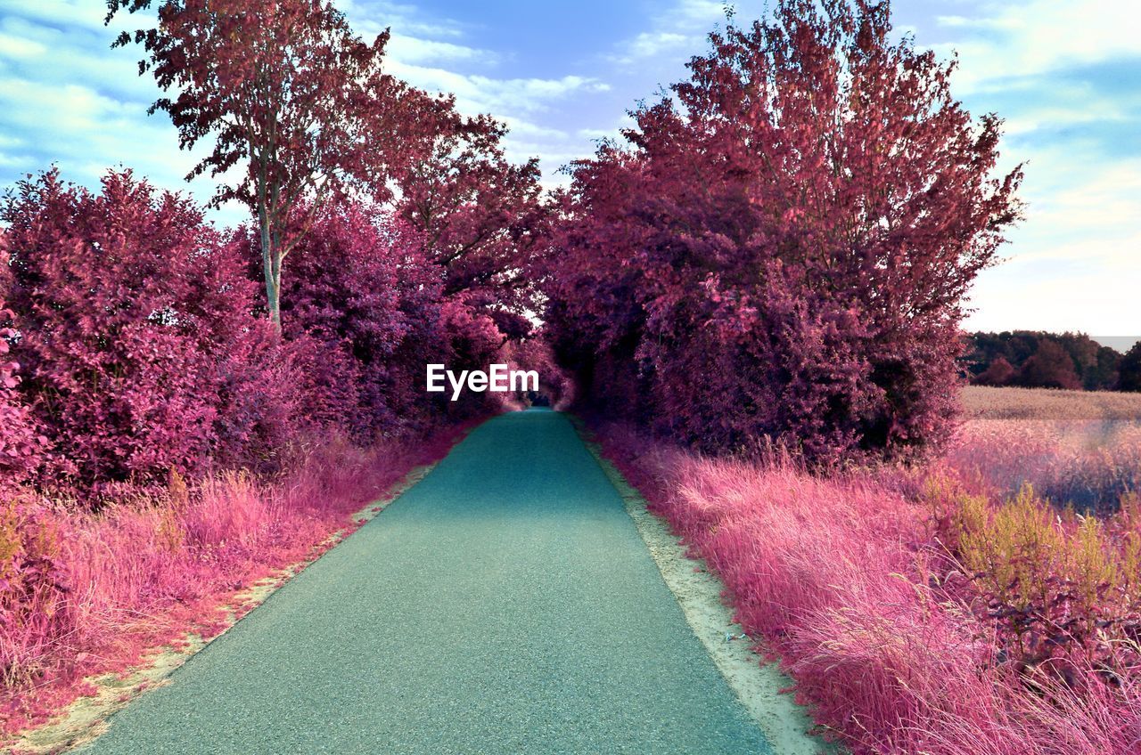 View of pink flowering trees by road