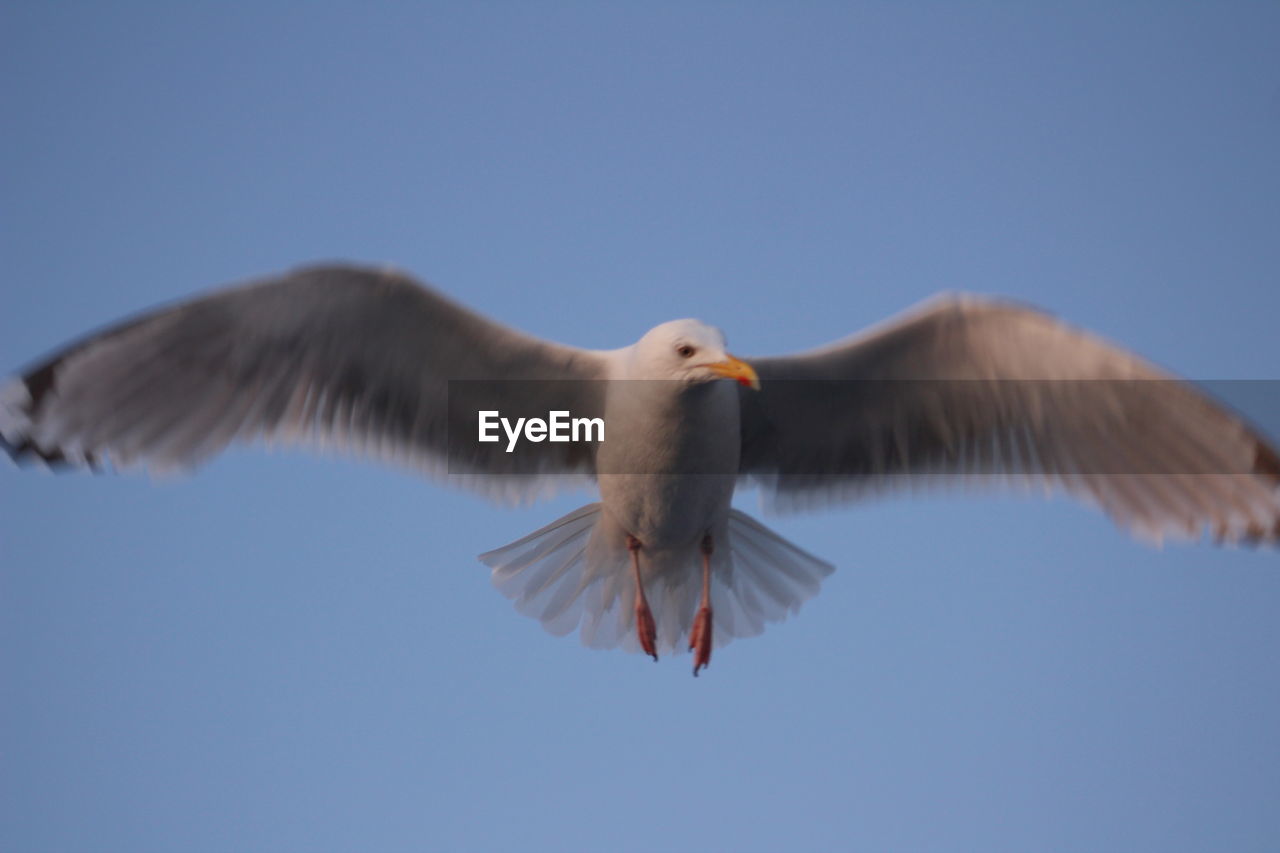 LOW ANGLE VIEW OF SEAGULL FLYING AGAINST SKY