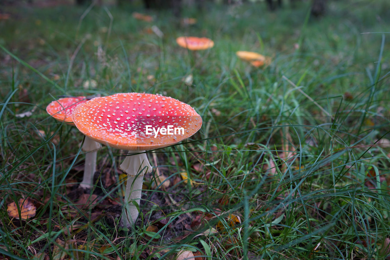 CLOSE-UP OF FLY AGARIC MUSHROOM