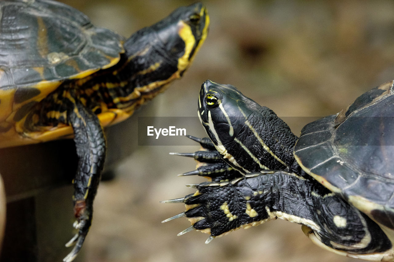 CLOSE-UP OF A TURTLE ON A SURFACE