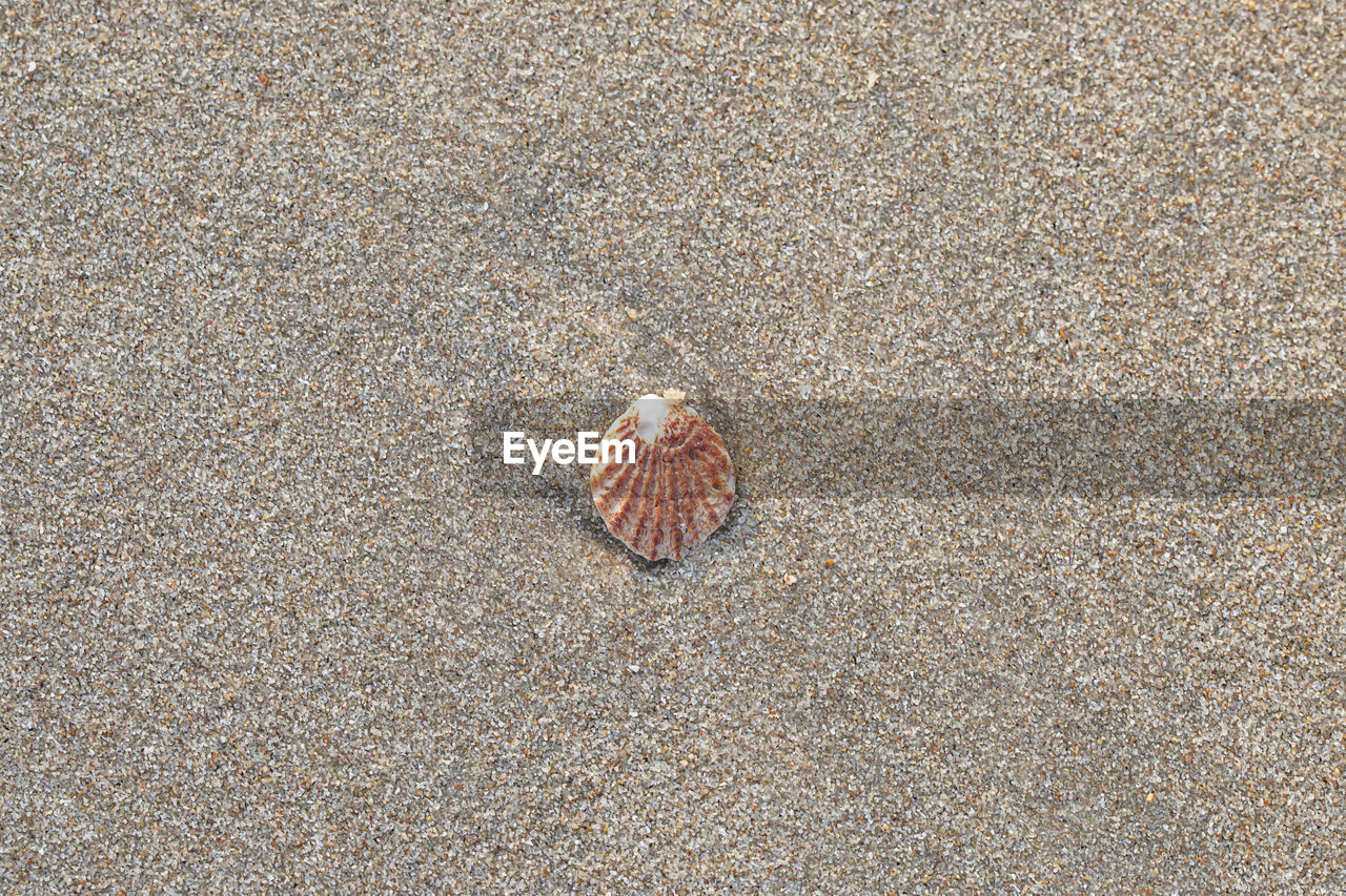 beach, land, sand, shell, animal wildlife, animal, high angle view, no people, nature, animal themes, day, animal shell, seashell, textured, wildlife, pattern, outdoors, flooring, sea, one animal, shellfish, sunlight, close-up, beauty in nature, cockle, water, brown, wet, backgrounds, tranquility, directly above