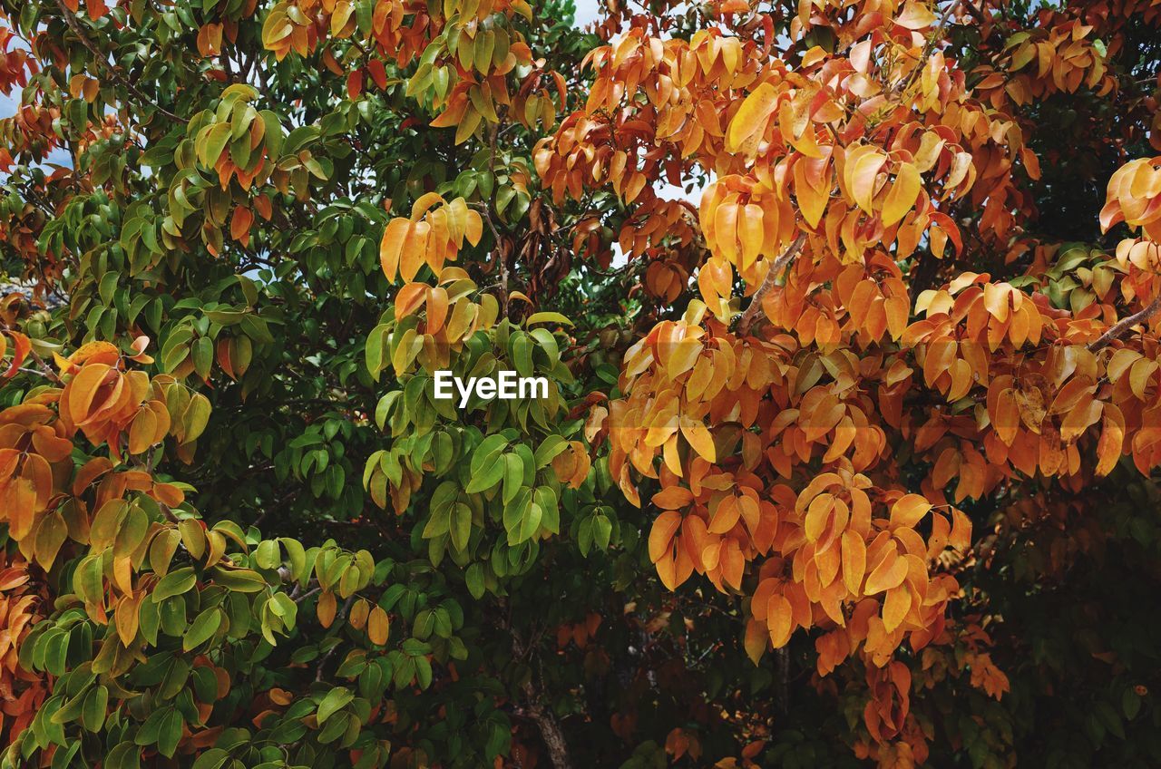 CLOSE-UP OF ORANGE FRUIT TREE