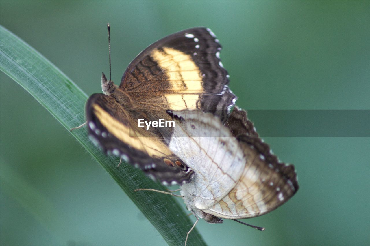 Close-up of butterfly pollinating flower