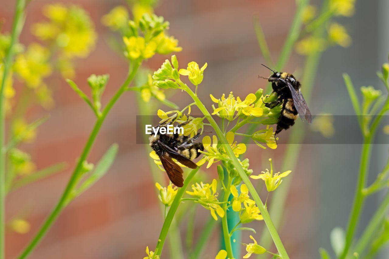 animal wildlife, animal themes, animal, insect, wildlife, yellow, plant, beauty in nature, nature, one animal, flower, close-up, flowering plant, focus on foreground, animal wing, no people, freshness, macro photography, eating, bee, macro, fragility, honey bee, outdoors, animal body part, feeding, food, full length, environment, magnification, wasp, plant part, animal behavior, growth, day, leaf, selective focus, perching, summer
