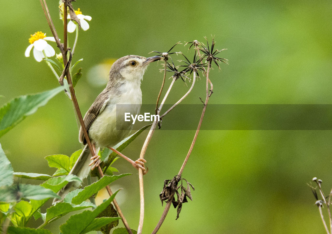 CLOSE-UP OF BIRD PERCHING ON BRANCH OF FLOWER