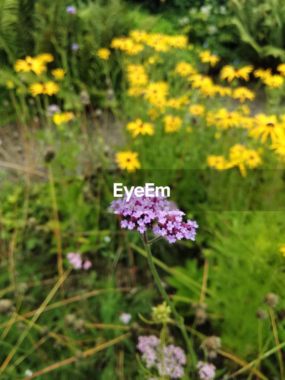 Purple flowers blooming outdoors