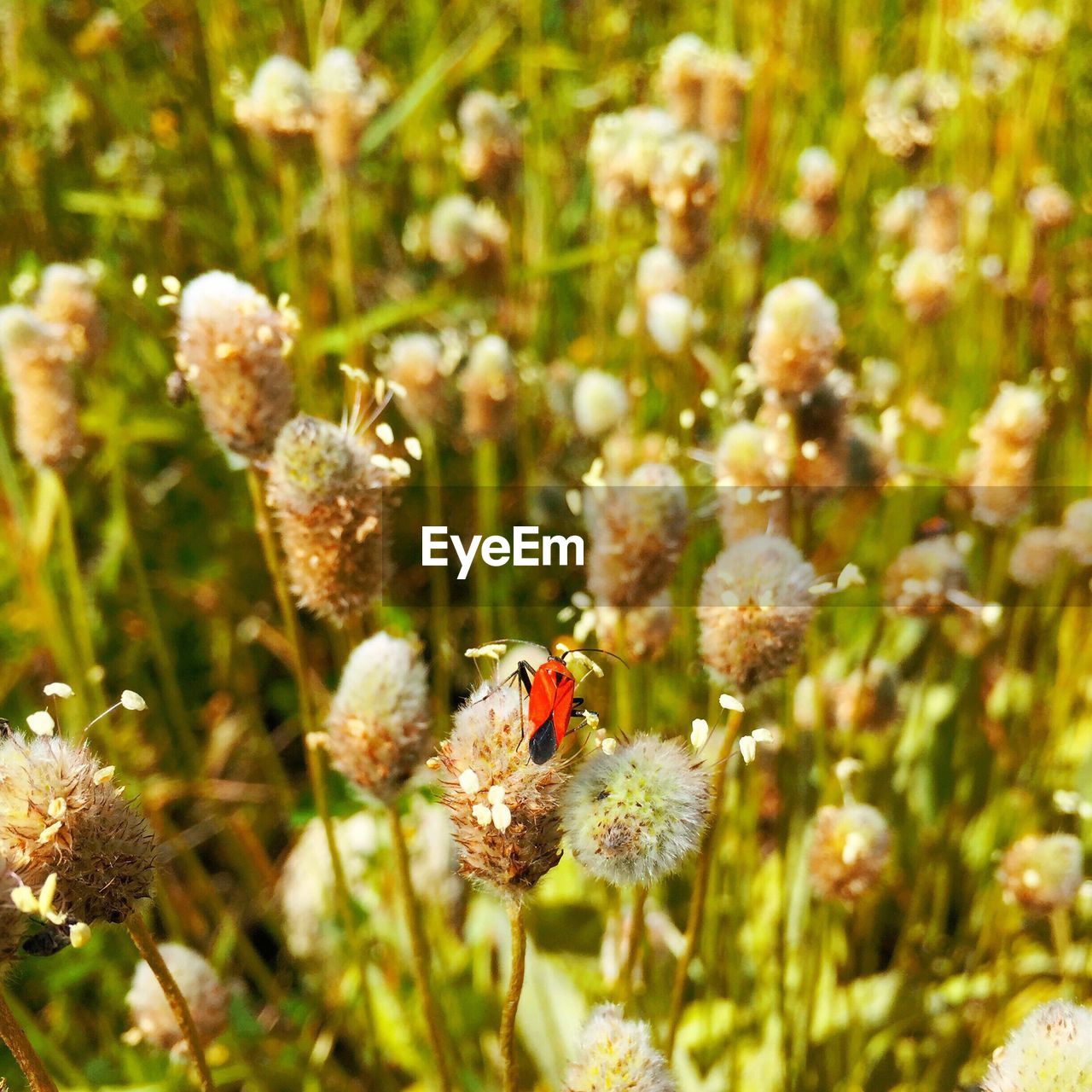 Close-up of honey bee on flower