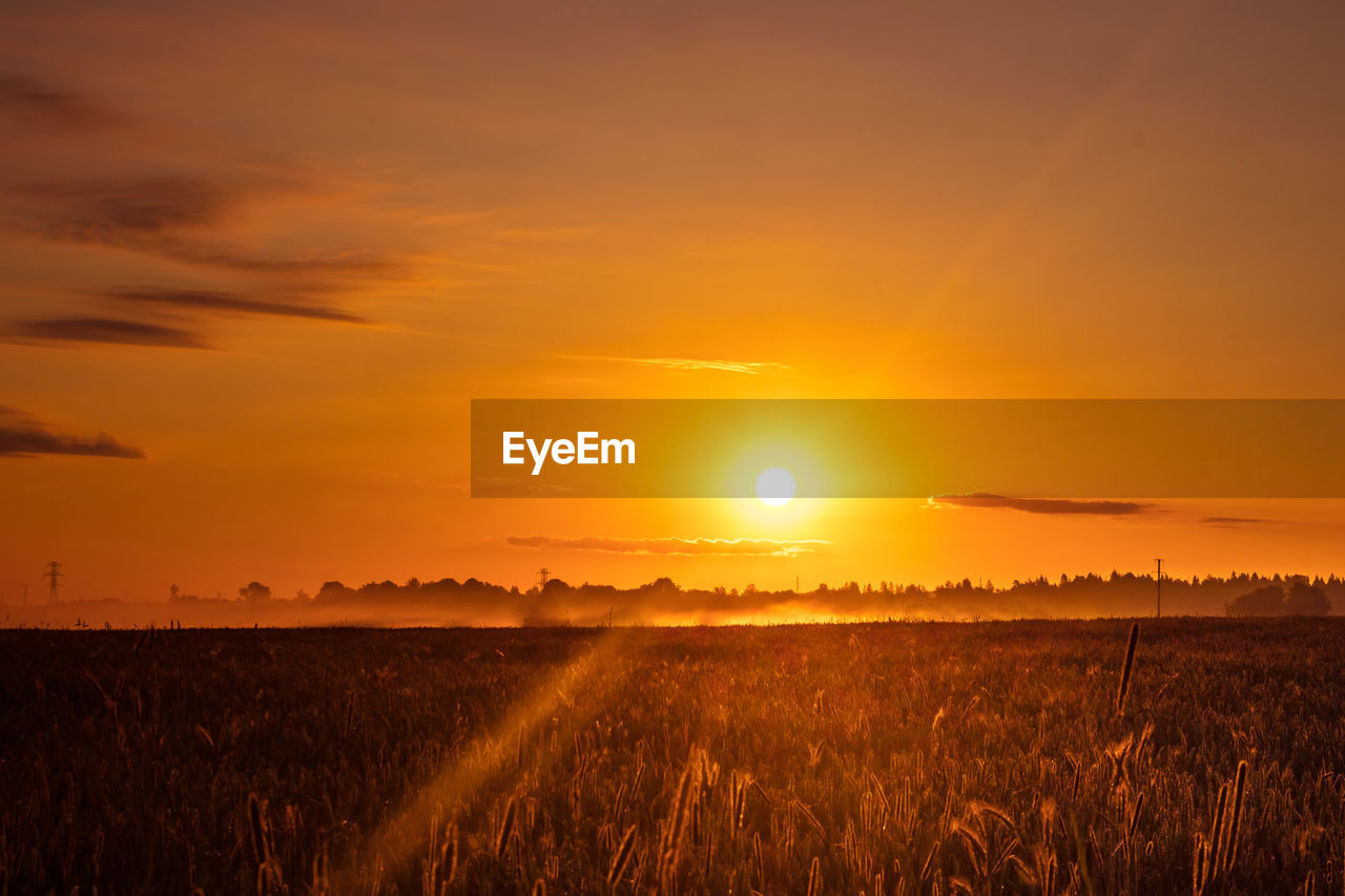sky, sunset, landscape, environment, field, beauty in nature, horizon, land, agriculture, scenics - nature, nature, rural scene, tranquility, plant, cloud, tranquil scene, sun, sunlight, orange color, crop, cereal plant, idyllic, no people, dramatic sky, horizon over land, dawn, gold, growth, grass, non-urban scene, yellow, farm, evening, outdoors, summer, urban skyline, back lit, sunbeam, barley, corn, afterglow, silhouette, twilight, lens flare, vibrant color, atmospheric mood, food, moody sky, cloudscape, prairie, plain, copy space, meadow