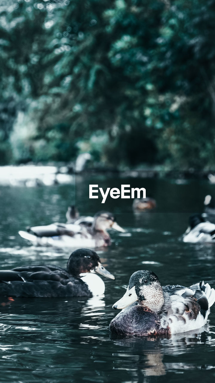 VIEW OF DUCKS SWIMMING IN LAKE