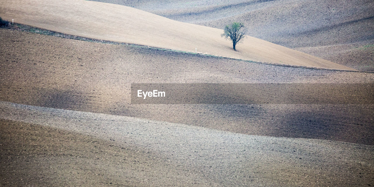 Single tree growing in desert