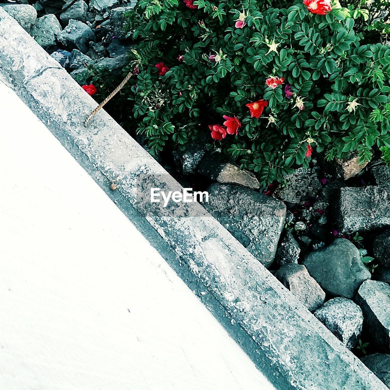 High angle view of plants growing on rocks