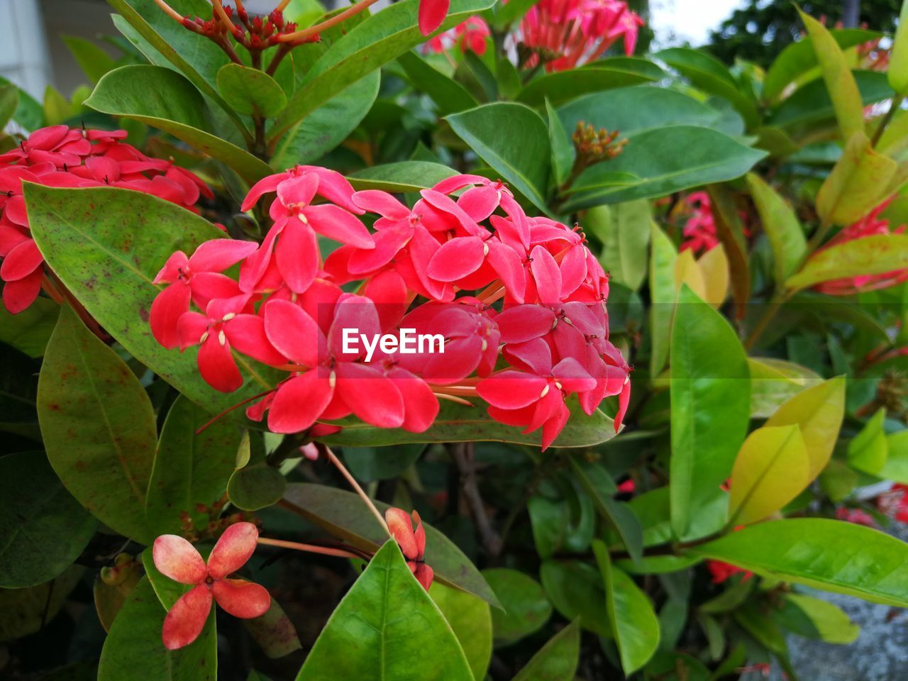 CLOSE-UP OF RED ROSES BLOOMING AMIDST PLANTS