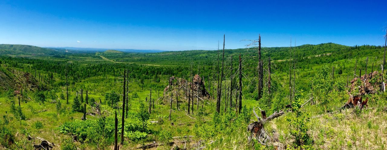 SCENIC VIEW OF LANDSCAPE AGAINST CLEAR SKY