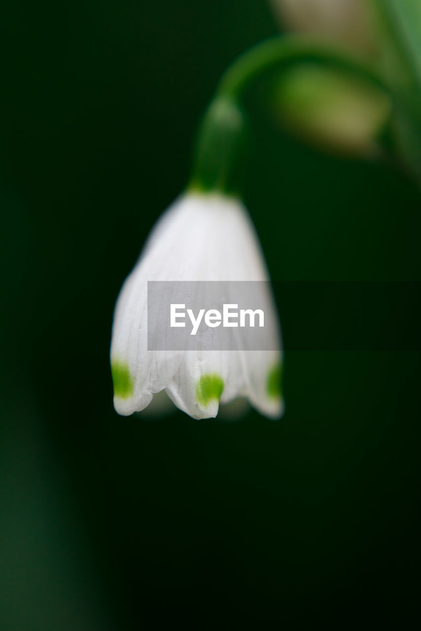 CLOSE-UP OF WHITE FLOWERS