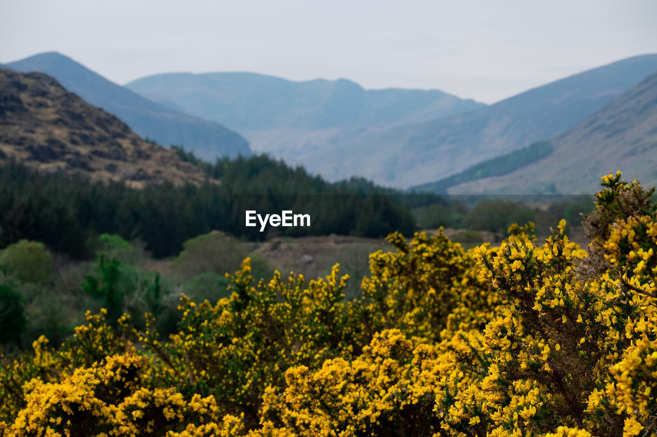 Yellow flowering plants on field against mountains