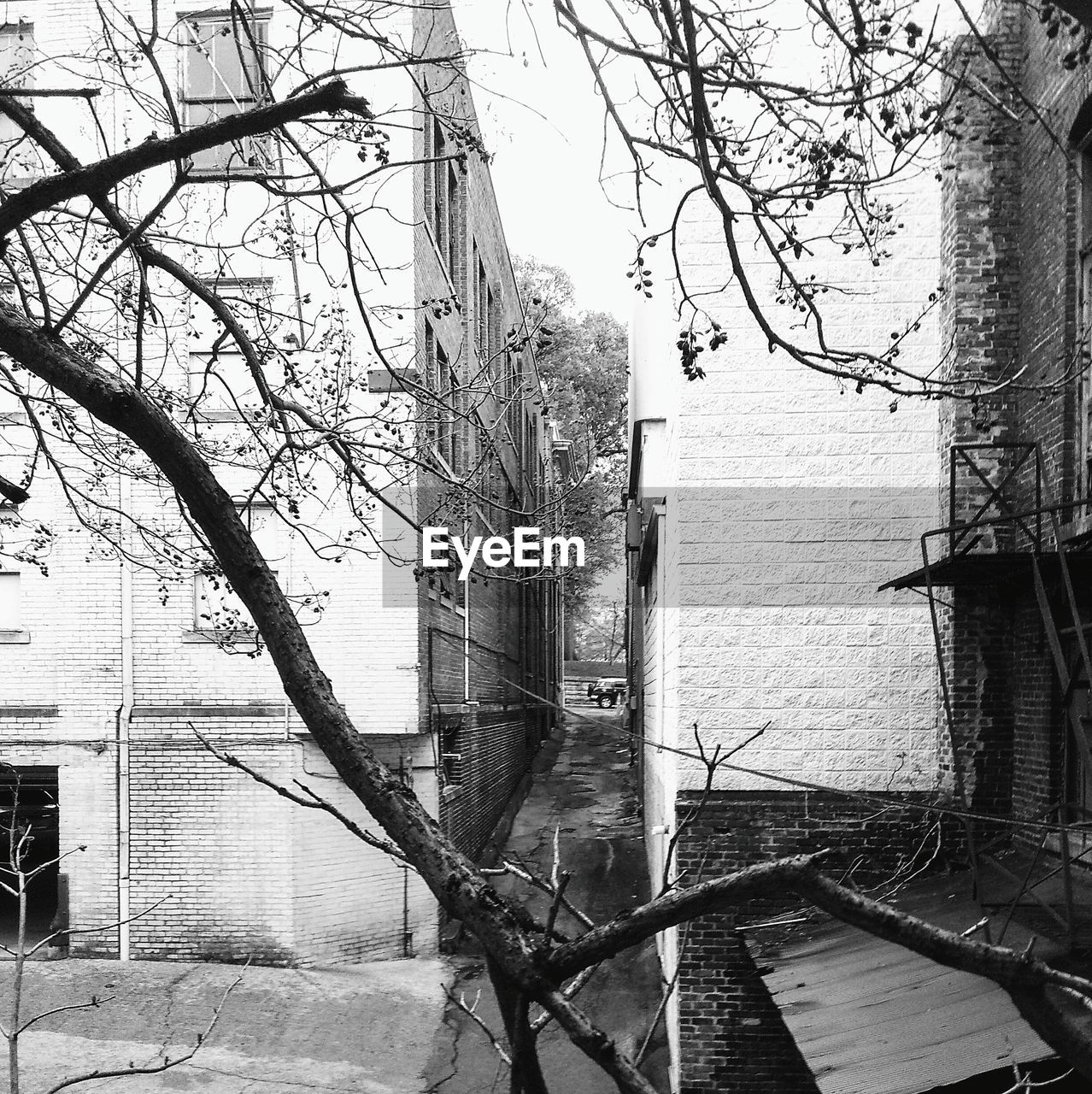 BARE TREES AGAINST BUILDING