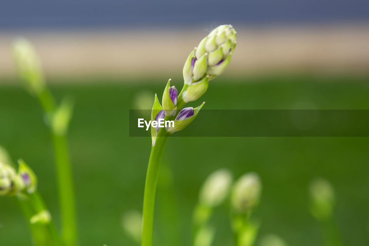 CLOSE-UP OF PURPLE FLOWER PLANT