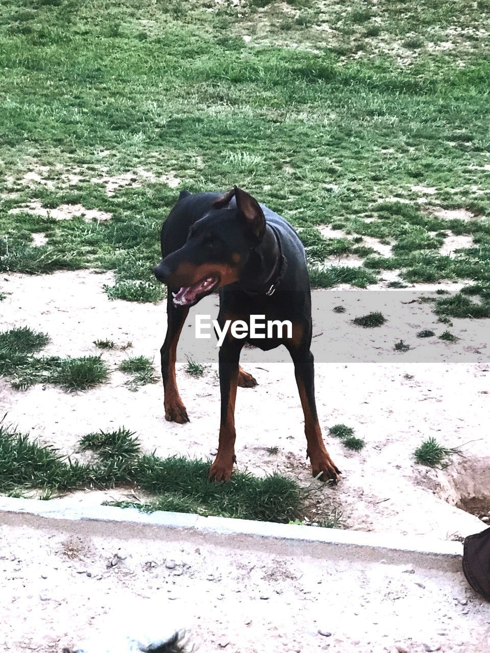 DOG STANDING IN PARK