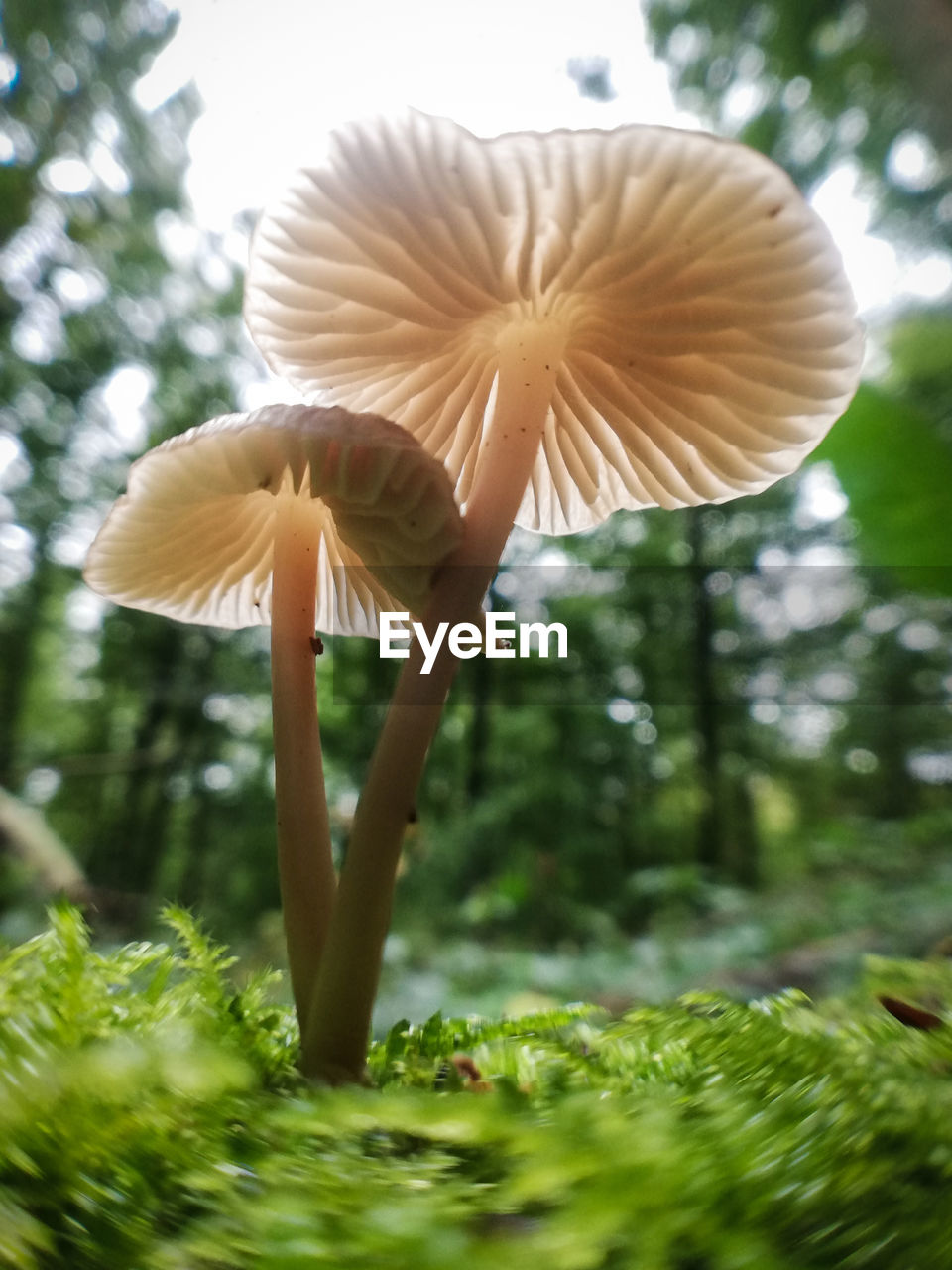 CLOSE-UP OF WILD MUSHROOM GROWING ON LAND