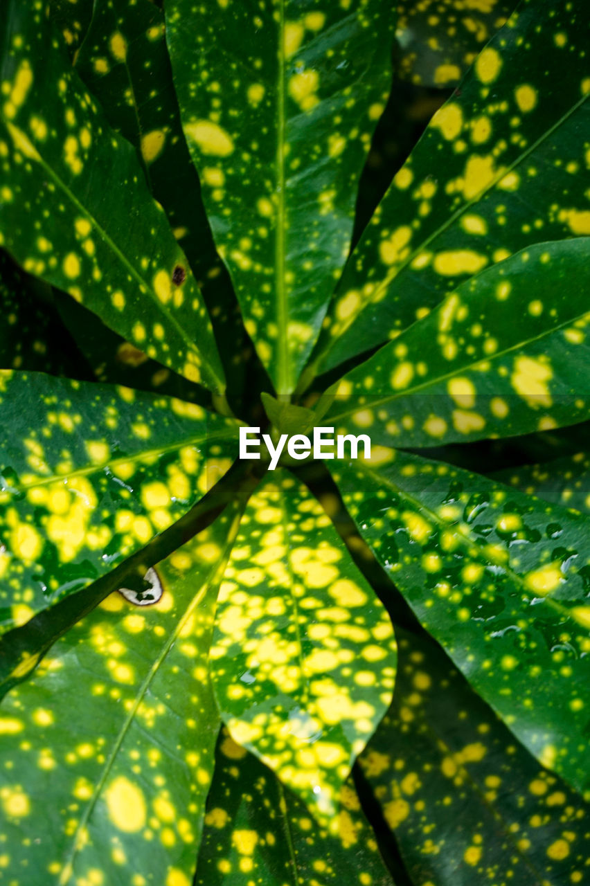 CLOSE-UP OF PLANT LEAVES WITH DEW