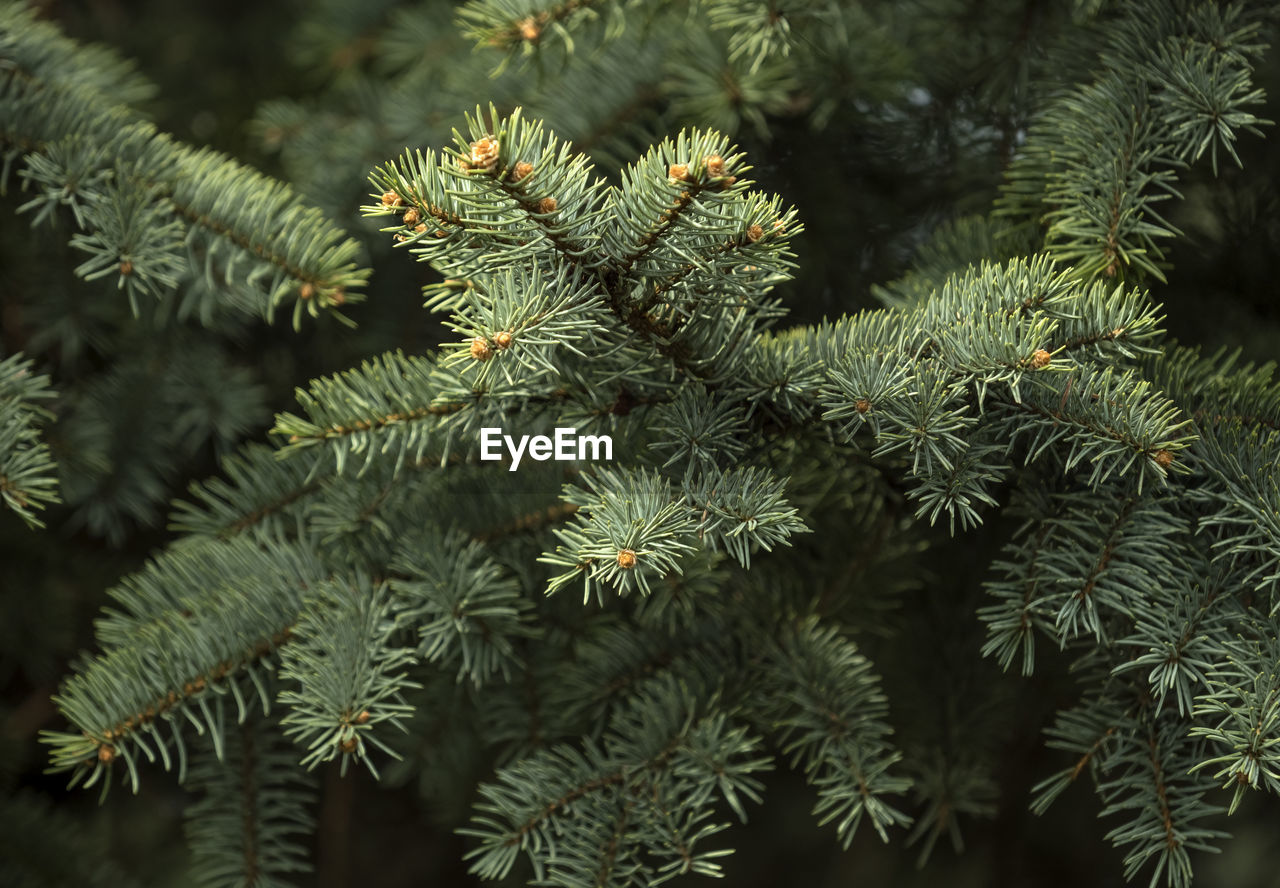 Close-up of pine tree