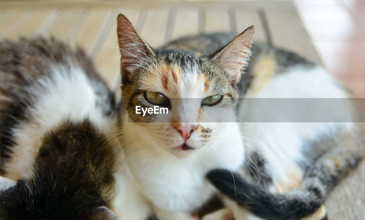 Close-up portrait of a cat