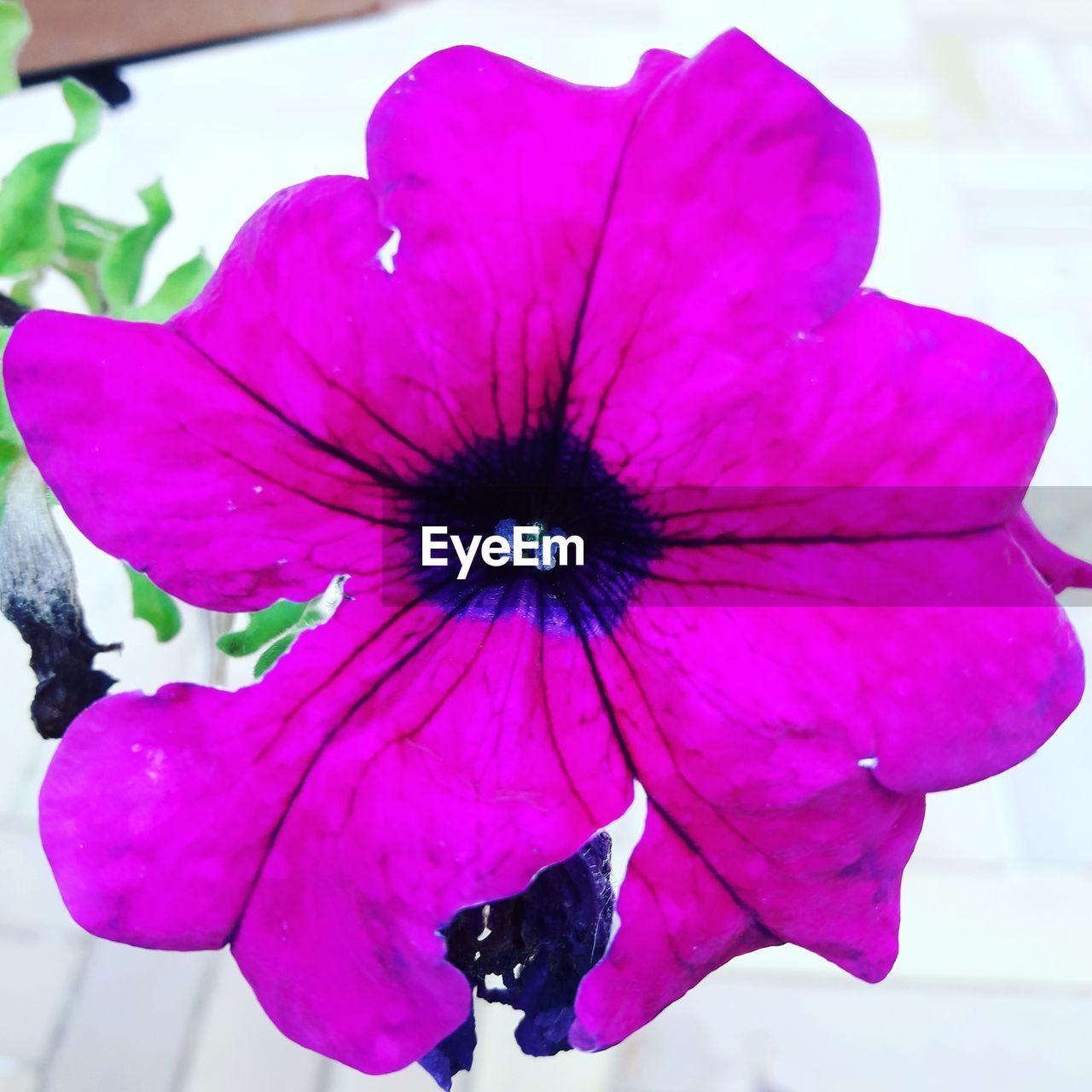 CLOSE-UP OF PINK FLOWER BLOOMING