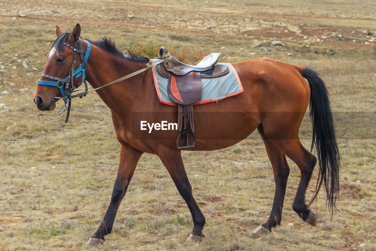 Brown horse with saddle and harness in the pasture